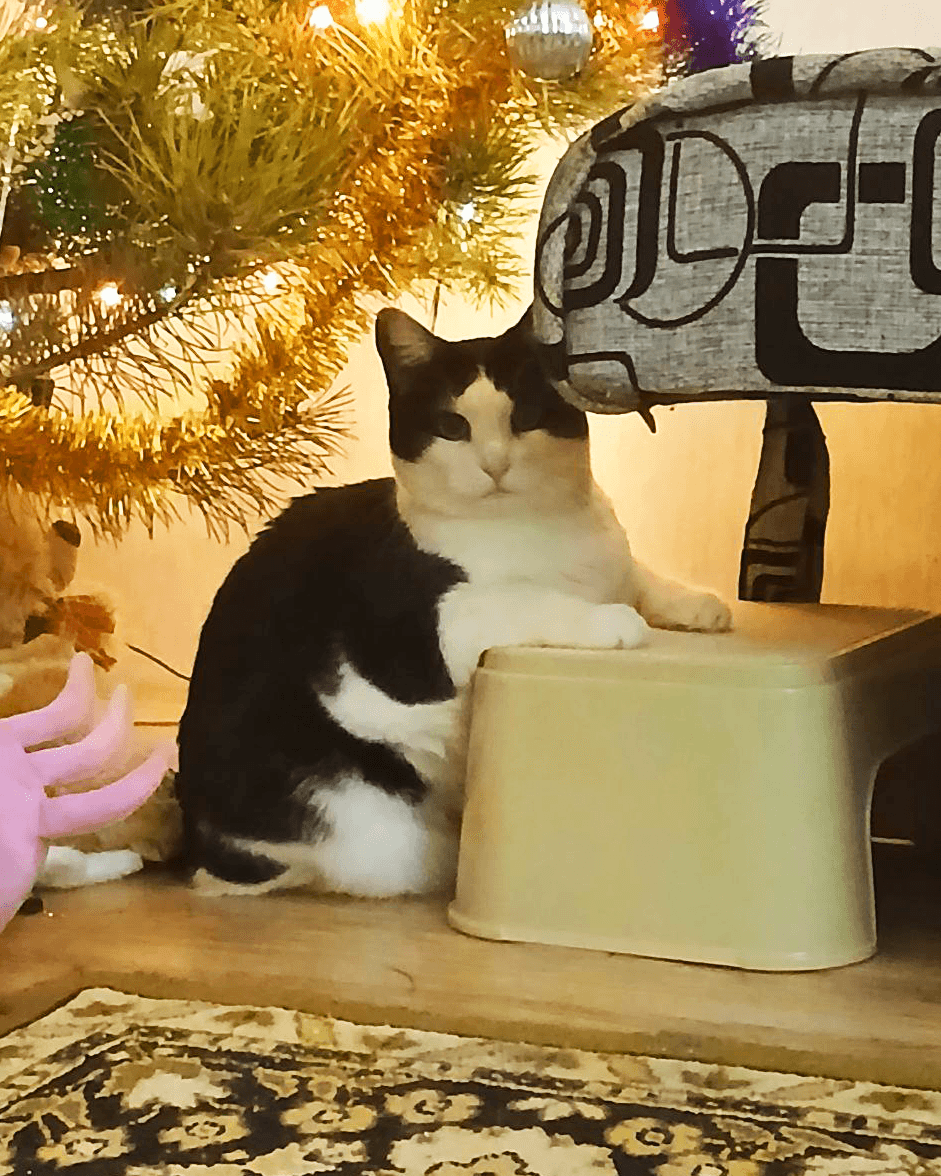 Продам новгоднего кота